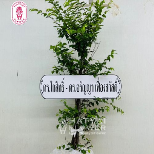 Produce Images