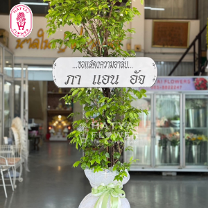 Produce Images